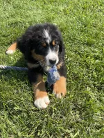 Poppi🐾, a female Bernese Mountain Dog for sale in Harlan, IN – 4 of 4