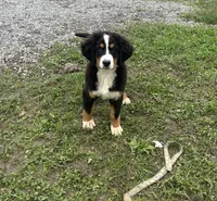 Paisley, a female Bernese Mountain Dog for sale in Harlan, IN – 3 of 4