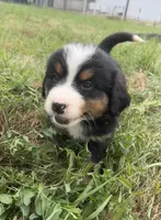  Penelope 🎀, a female Bernese Mountain Dog for sale in Harlan, IN – 2 of 5