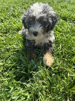 Willow, a male Poodle - Miniature  and Bernedoodle for sale in Harlan, IN – 3 of 3