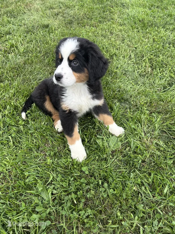 Phoebe – Bernese Mountain Dog puppy for sale in Harlan, IN