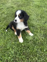 Phoebe, a female Bernese Mountain Dog for sale in Harlan, IN – 1 of 1