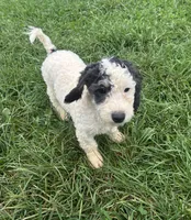 Maren, a female Poodle - Miniature  and Bernedoodle for sale in Harlan, IN – 3 of 3