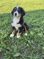 Paisley, a female Bernese Mountain Dog for sale in Harlan, IN – 5 of 5