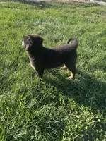  Penelope 🎀, a female Bernese Mountain Dog for sale in Harlan, IN – 2 of 4