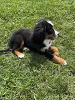 Piper, a female Bernese Mountain Dog for sale in Harlan, IN – 2 of 5