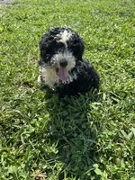 Benny, a male Poodle - Miniature  and Bernedoodle for sale in Harlan, IN – 3 of 5