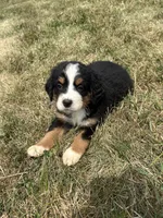 Pearl, a female Bernese Mountain Dog for sale in Harlan, IN – 2 of 5