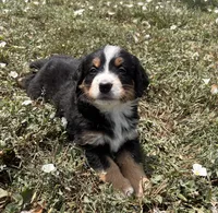 Poppi🐾, a female Bernese Mountain Dog for sale in Harlan, IN – 3 of 5