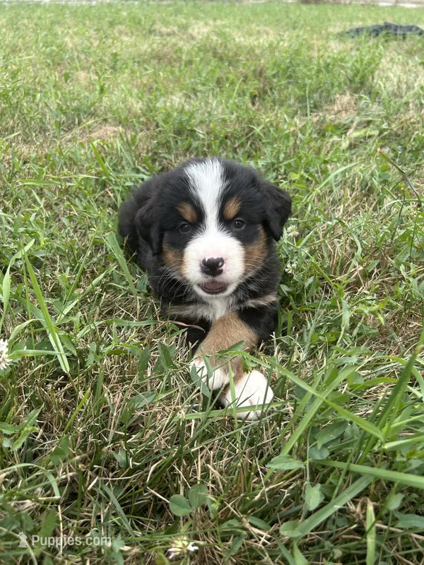  Penelope 🎀 – Bernese Mountain Dog puppy for sale in Harlan, IN