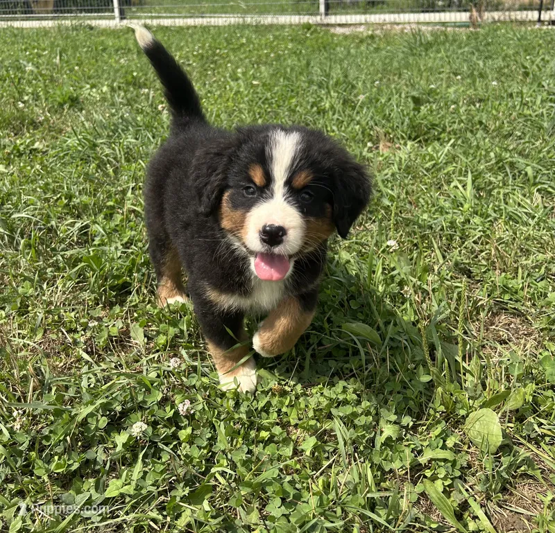  Penelope 🎀 – Bernese Mountain Dog puppy for sale in Harlan, IN