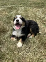 Phoebe, a female Bernese Mountain Dog for sale in Harlan, IN – 3 of 5