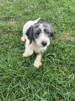 Graham, a male Poodle - Miniature  and Bernedoodle for sale in Harlan, IN – 2 of 4