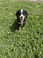 Piper, a female Bernese Mountain Dog for sale in Harlan, IN – 3 of 5