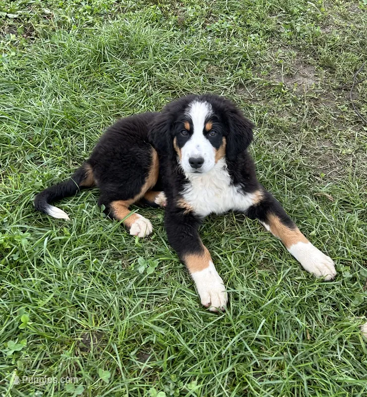 Phoebe – Bernese Mountain Dog puppy for sale in Harlan, IN
