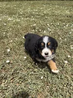 Poppi🐾, a female Bernese Mountain Dog for sale in Harlan, IN – 5 of 5