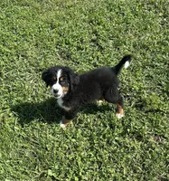 Primrose, a female Bernese Mountain Dog for sale in Harlan, IN – 3 of 5