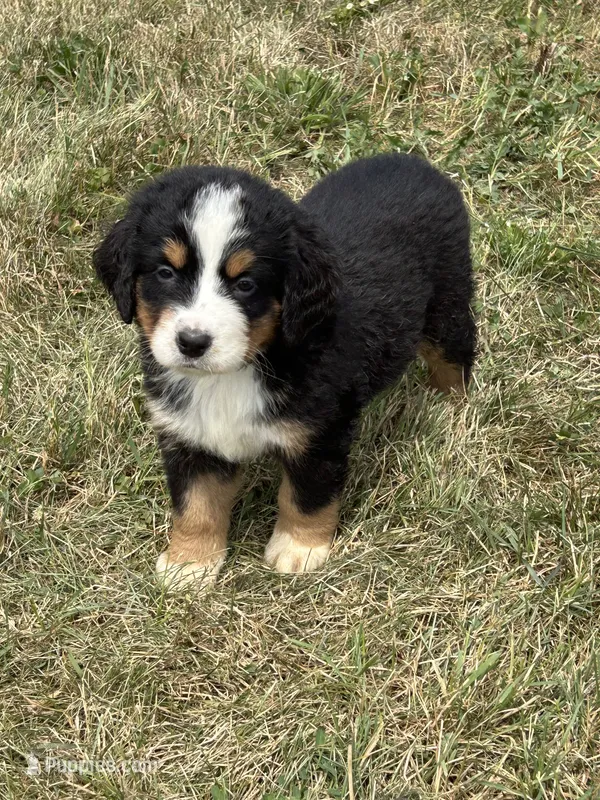 Pearl – Bernese Mountain Dog puppy for sale in Harlan, IN