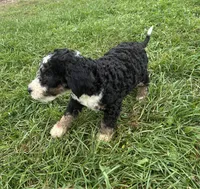 Benny, a male Poodle - Miniature  and Bernedoodle for sale in Harlan, IN – 3 of 5