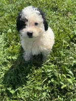 Maren, a female Poodle - Miniature  and Bernedoodle for sale in Harlan, IN – 3 of 4