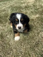 Paisley, a female Bernese Mountain Dog for sale in Harlan, IN – 2 of 5