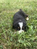 Penelope 🎀, a female Bernese Mountain Dog for sale in Harlan, IN – 4 of 5