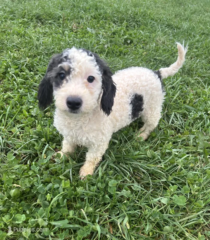 Maren – Poodle - Miniature , Bernedoodle puppy for sale in Harlan, IN