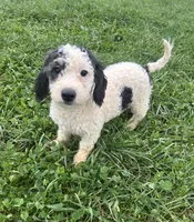 Maren, a female Poodle - Miniature  and Bernedoodle for sale in Harlan, IN – 1 of 3