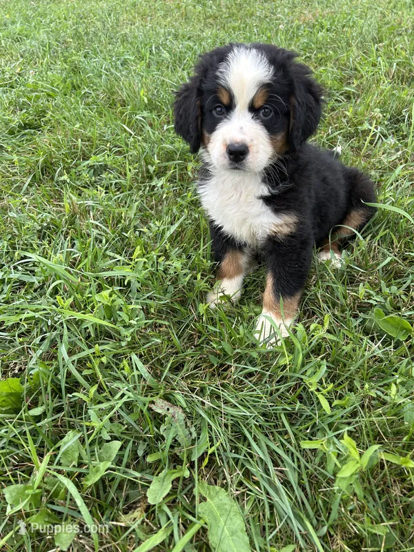 Phoebe – Bernese Mountain Dog puppy for sale in Harlan, IN