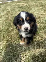 Paisley, a female Bernese Mountain Dog for sale in Harlan, IN – 4 of 5