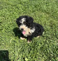 Benny, a male Poodle - Miniature  and Bernedoodle for sale in Harlan, IN – 5 of 5