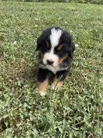Theodore, a male Bernese Mountain Dog for sale in Harlan, IN – 3 of 6