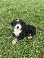 Benny, a male Poodle - Miniature  and Bernedoodle for sale in Harlan, IN – 4 of 5