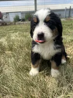 Phoebe, a female Bernese Mountain Dog for sale in Harlan, IN – 2 of 5