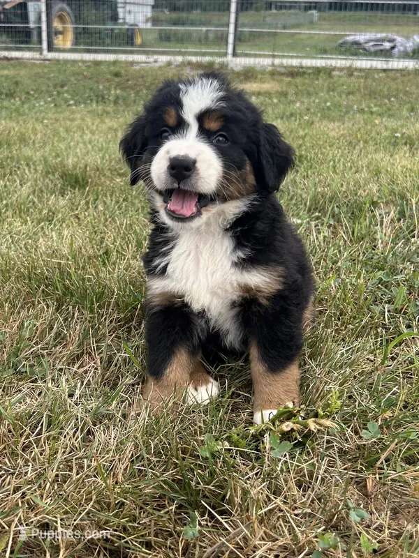 Primrose – Bernese Mountain Dog puppy for sale in Harlan, IN