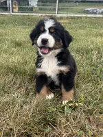 Primrose, a female Bernese Mountain Dog for sale in Harlan, IN – 1 of 6