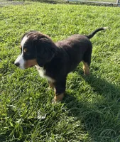 Paisley, a female Bernese Mountain Dog for sale in Harlan, IN – 4 of 5