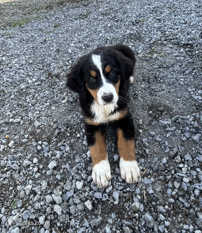 Paisley – Bernese Mountain Dog puppy for sale in Harlan, IN