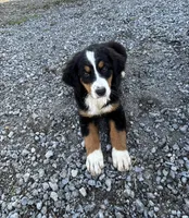 Paisley, a female Bernese Mountain Dog for sale in Harlan, IN – 1 of 5