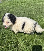 Maren, a female Poodle - Miniature  and Bernedoodle for sale in Harlan, IN – 4 of 4
