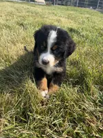 Piper, a female Bernese Mountain Dog for sale in Harlan, IN – 3 of 5