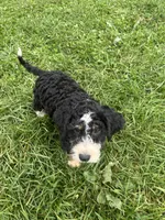 Benny, a male Poodle - Miniature  and Bernedoodle for sale in Harlan, IN – 5 of 5