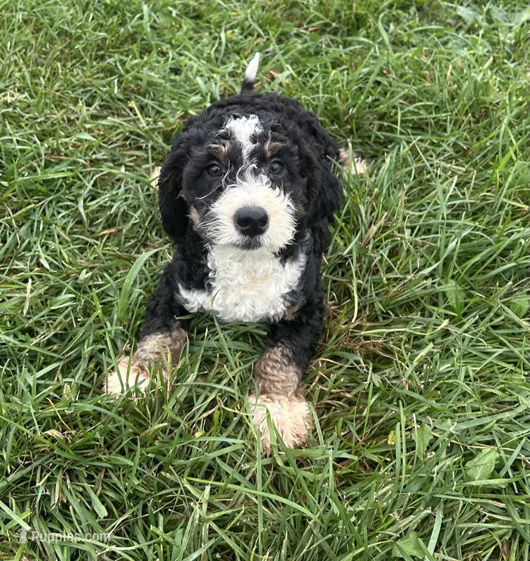 Benny – Poodle - Miniature , Bernedoodle puppy for sale in Harlan, IN