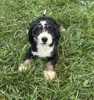 Benny, a male Poodle - Miniature  and Bernedoodle for sale in Harlan, IN – 1 of 5
