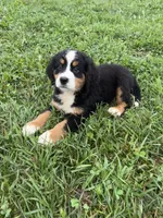 Pearl, a female Bernese Mountain Dog for sale in Harlan, IN – 4 of 5