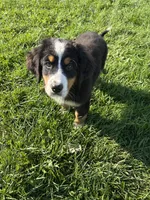Paisley, a female Bernese Mountain Dog for sale in Harlan, IN – 3 of 5