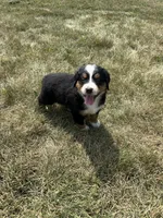 Paisley, a female Bernese Mountain Dog for sale in Harlan, IN – 3 of 5