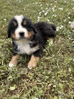 Theodore, a male Bernese Mountain Dog for sale in Harlan, IN – 6 of 6