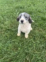 Graham, a male Poodle - Miniature  and Bernedoodle for sale in Harlan, IN – 3 of 4