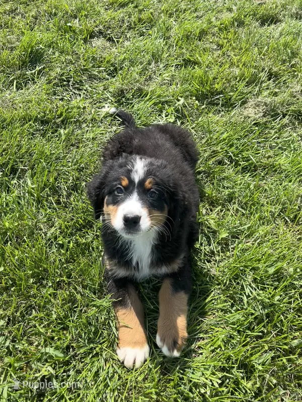 Poppi🐾 – Bernese Mountain Dog puppy for sale in Harlan, IN